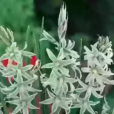 Nutans